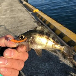 アジング、その他