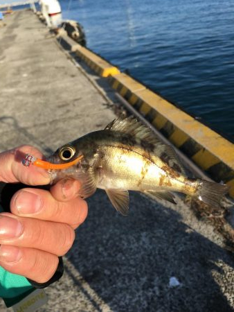 アジング、その他