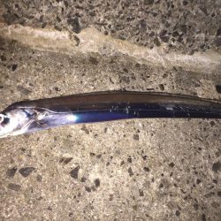 執念のタチウオ!