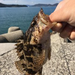 アオリングがガシリングへ。。。