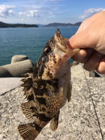 アオリングがガシリングへ。。。