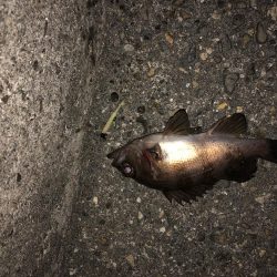 メバリング特訓