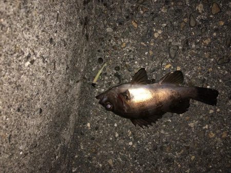 メバリング特訓