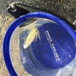 ハマらずのデイヒイカ