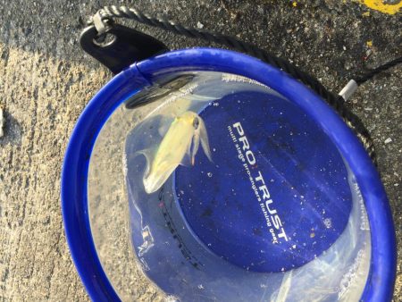 ハマらずのデイヒイカ