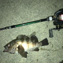 凪の夜にメバル捕獲