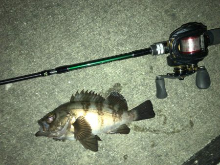 凪の夜にメバル捕獲