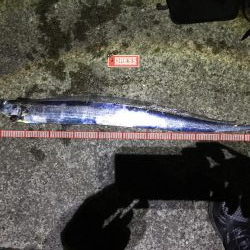 タチウオプラッギング！