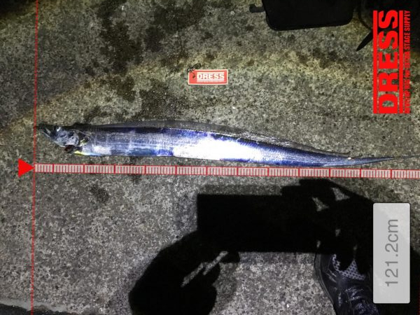 タチウオプラッギング！