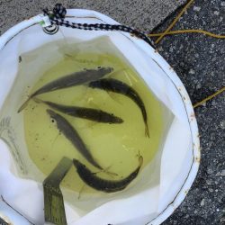 サビキ釣りでマッタリ