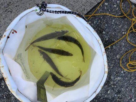 サビキ釣りでマッタリ