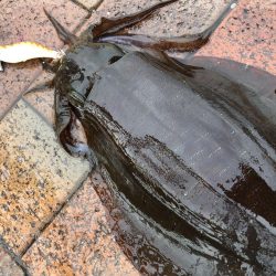 二杯目はバラしました…悔しい(°_°)