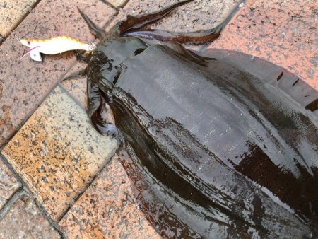 二杯目はバラしました…悔しい(°_°)