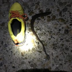 本命釣れず穴子くんこんにちわ