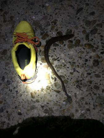 本命釣れず穴子くんこんにちわ