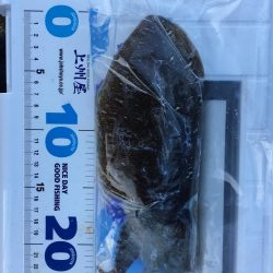 エギング、ロックフィッシュ狙い釣行