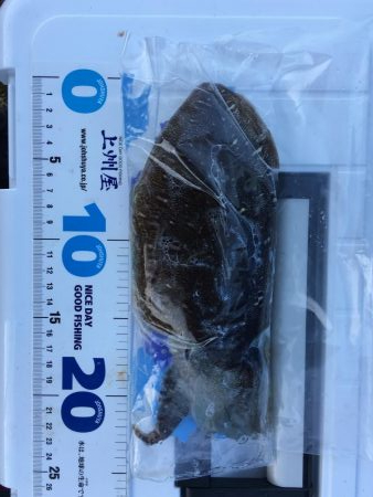 エギング、ロックフィッシュ狙い釣行