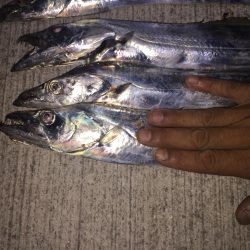 タチウオざんまい！