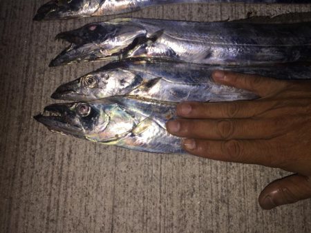 タチウオざんまい！