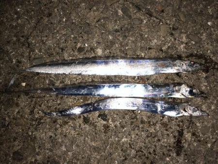 ノマセ不発、でもタチウオはいた！