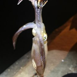 初めてのヒイカ釣り！