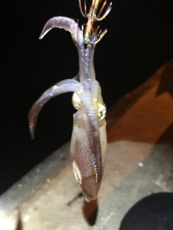 初めてのヒイカ釣り！