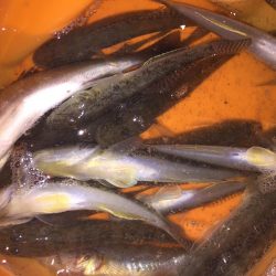 のんびりとハゼ釣り！