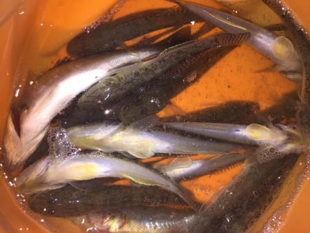 のんびりとハゼ釣り！