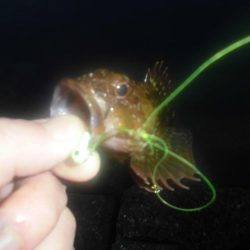 メバリングやってみた。