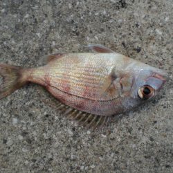 久しぶりのガシラ