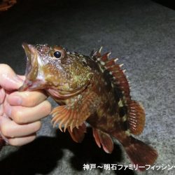 メバルと思ったらガシラでした