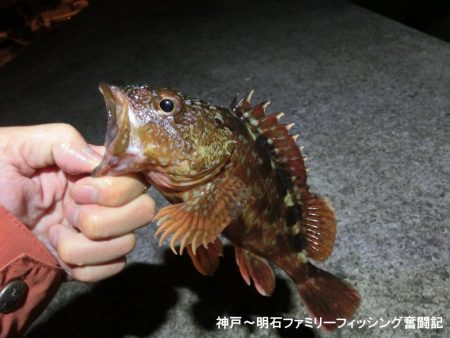 メバルと思ったらガシラでした