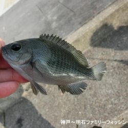 冷え込みファミリーフィッシング