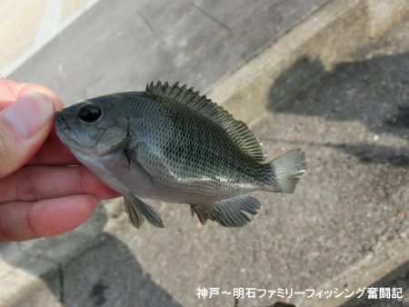 冷え込みファミリーフィッシング