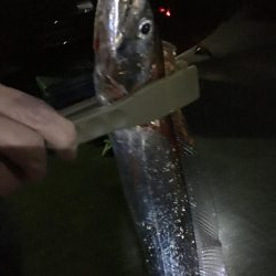 夜釣りで太刀魚ラッシュ！