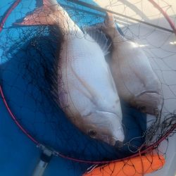 サップフィッシング