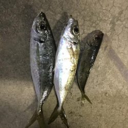 アジ釣り