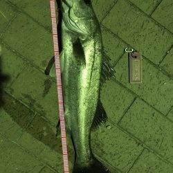 カタクチが居てもサヨリパターンでやりきった