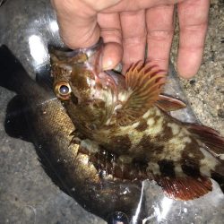 安定 メバリング