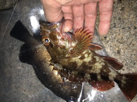 安定 メバリング