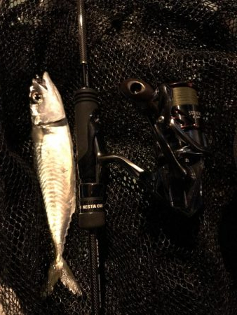 色々釣れる晩秋