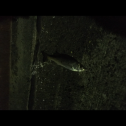 津田・小松島 ライト広域調査