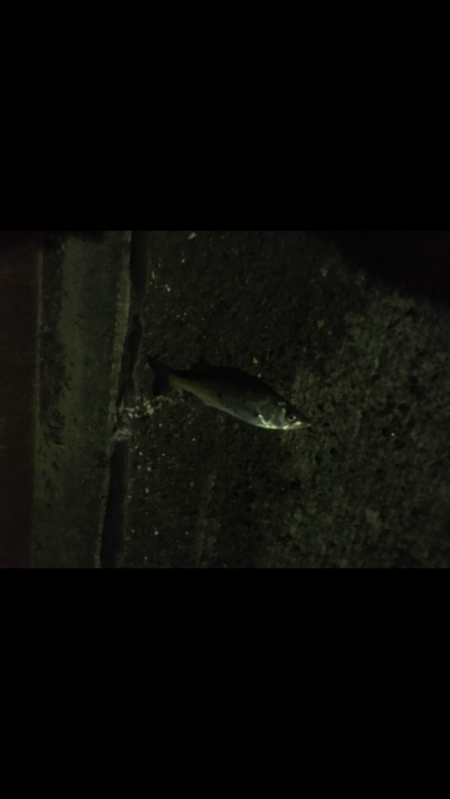 津田・小松島 ライト広域調査