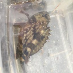 武豊緑地へいってみた。