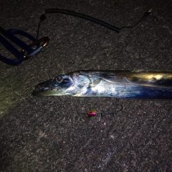 今週もドラゴン求めて