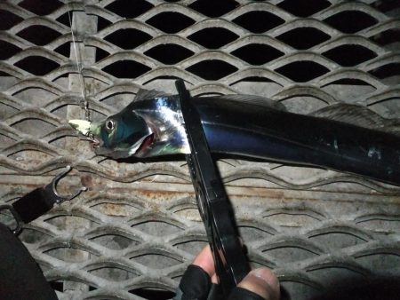 タチウオまだまだ好調