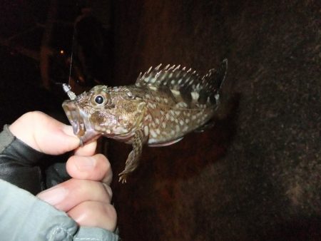 ガシラに癒されて