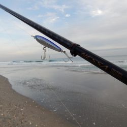 マゴチ多いです