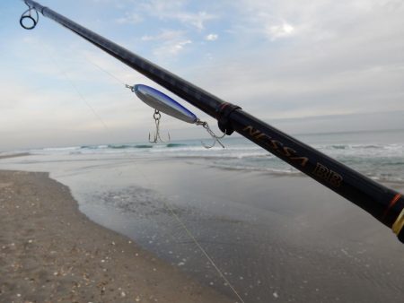 マゴチ多いです