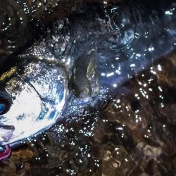 甲子園浜 65cm マルチ